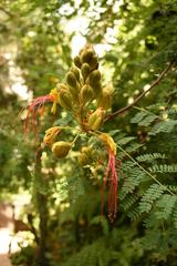 Erythrostemon gilliesii