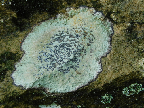 Porpidia albocaerulescens
