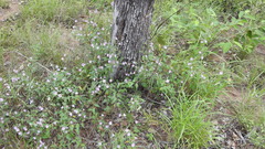 Jacquemontia paniculata paniculata