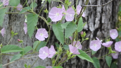 Jacquemontia paniculata paniculata