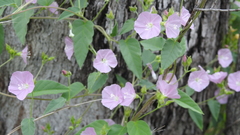 Jacquemontia paniculata paniculata