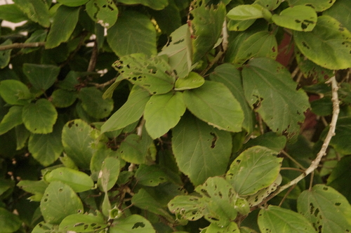 Hibiscus waimeae