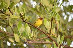 Setophaga petechia bryanti