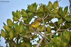 Setophaga petechia bryanti