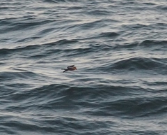 Hydrobates leucorhous