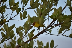 Setophaga petechia bryanti