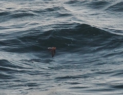 Hydrobates leucorhous