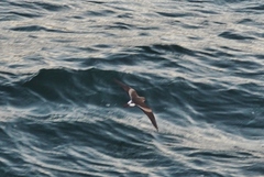 Hydrobates leucorhous