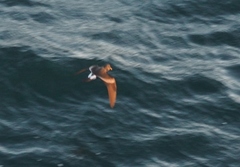 Hydrobates leucorhous