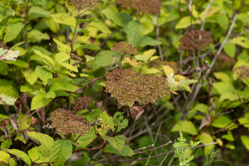 Spiraea miyabei iNat (3)
