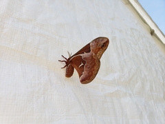 Callosamia angulifera