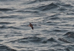 Hydrobates leucorhous