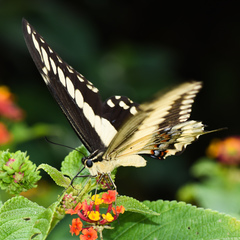 Papilio ornythion ornythion