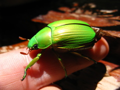Chrysina costata