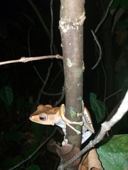 Polypedates otilophus