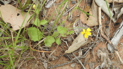Goodenia hirsuta