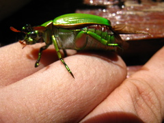Chrysina costata