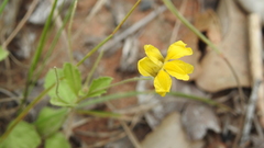 Goodenia hirsuta