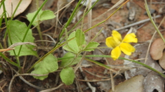 Goodenia hirsuta