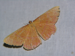 Eumelea rosalia