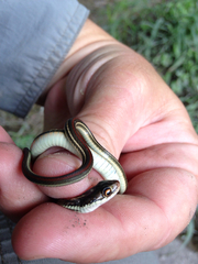 Thamnophis proximus rubrilineatus