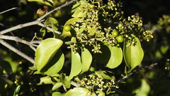 Strychnos psilosperma