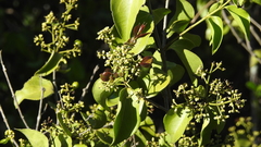 Strychnos psilosperma