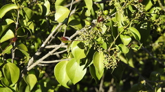 Strychnos psilosperma