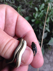 Thamnophis proximus rubrilineatus