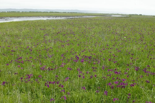 Iris ensata iNat (1)
