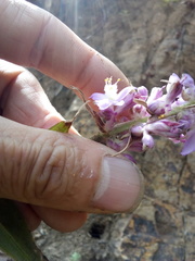 Thyrsanthemum floribundum