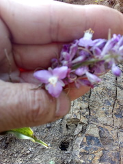 Thyrsanthemum floribundum