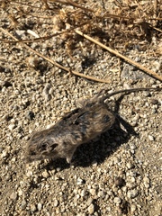Peromyscus gambelii