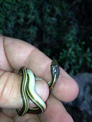 Thamnophis proximus rubrilineatus