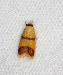 Heteroteucha translatella