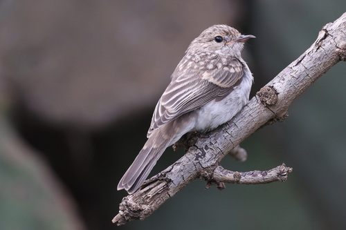 Gambaga Flycatcher (Muscicapa gambagae), photo 3