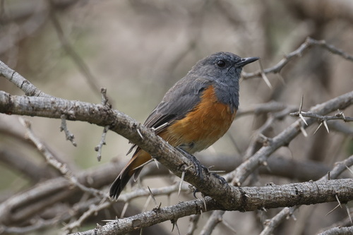 Little Rock Thrush (Monticola rufocinereus)
