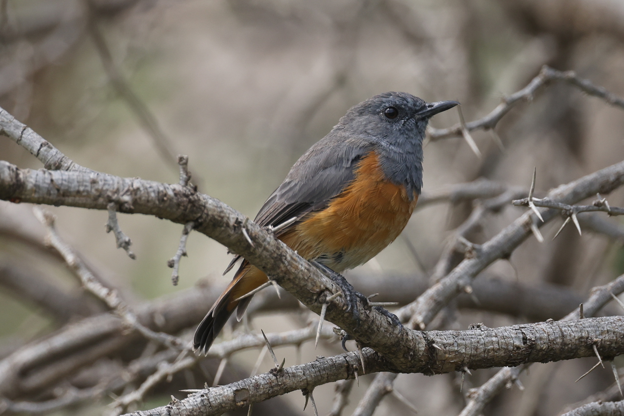Little Rock Thrush (Monticola rufocinereus), photo 1