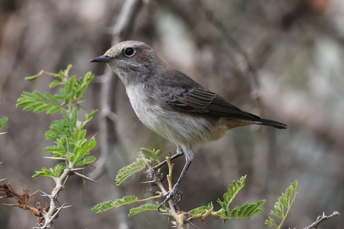 Arabian Wheatear (Oenanthe lugentoides), photo 10