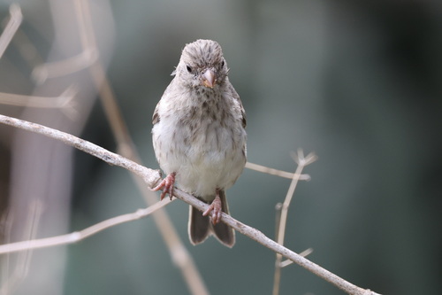 Arabian Serin (Crithagra rothschildi), photo 9
