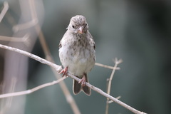 Arabian Serin photo 4