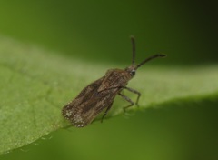 Teleonemia scrupulosa