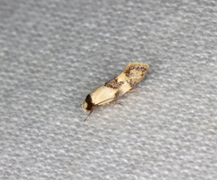 Euphiltra celeteria