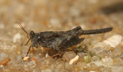 Paratettix cingalensis
