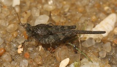 Paratettix cingalensis