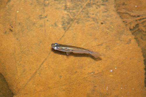 Java medaka (Oryzias javanicus) — Adrianichthyidae — 5