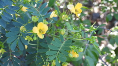 Senna gaudichaudii