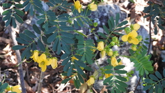 Senna gaudichaudii