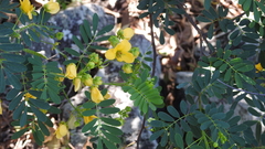 Senna gaudichaudii
