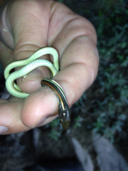 Thamnophis proximus rubrilineatus